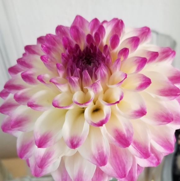 Meet your Posher, Mona - Picture 2 of 4